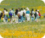 Edgwood Wildflower Walks